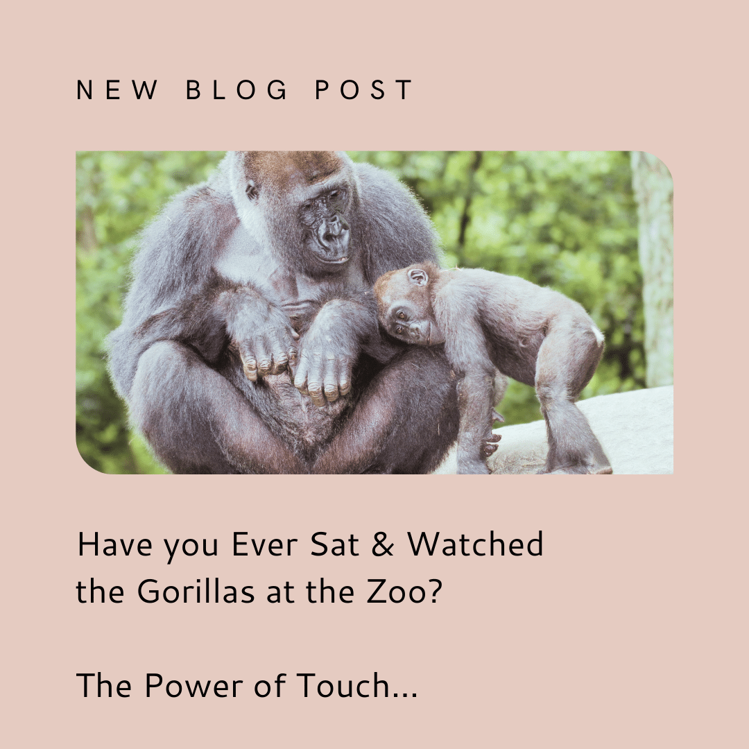 Have you ever watched the Gorillas at the Zoo?
